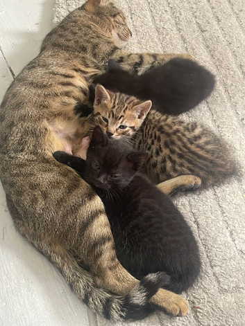 Bengal Kittens available from 27th June