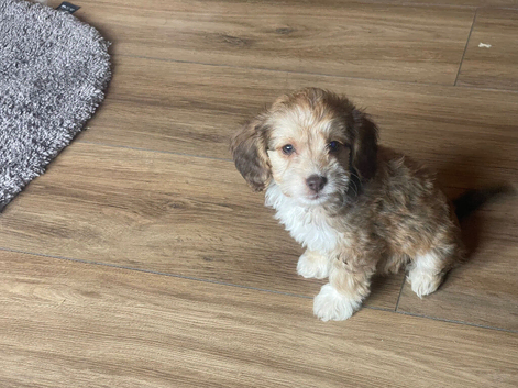 Beautiful cockapoo puppy&rsquo;s ready for there new home