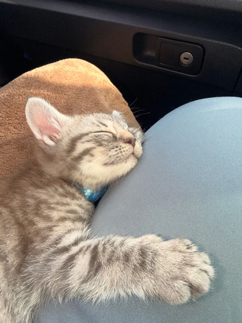 Kitten for sale