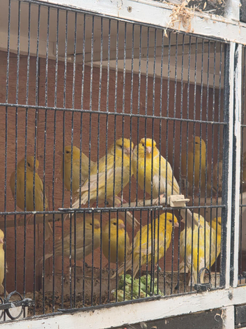 Sattinet canaries
