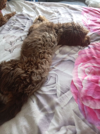 Mixed Cockapoo