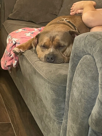 3 year old Female American pocket bully