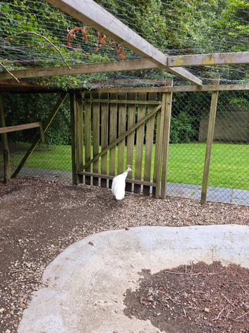 Mature white female peahen