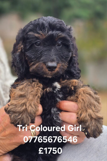 Beautiful F1 Cockapoo Puppies Ready to Go to Loving Homes Now Licenced Domestic Breeder