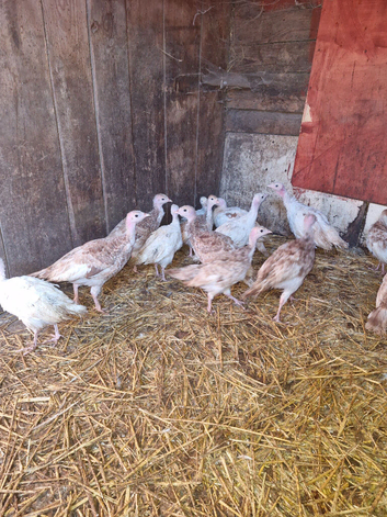 Borbon red turkey poults