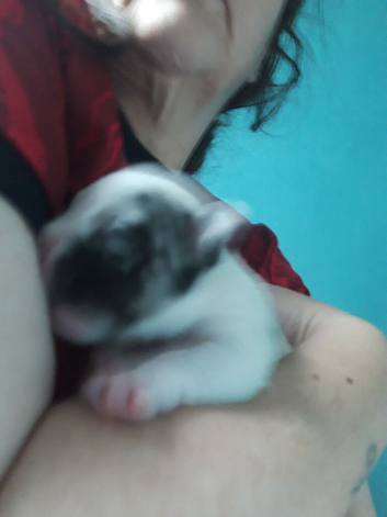 Pups for sale