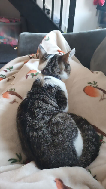 20 week old kitten for sale
