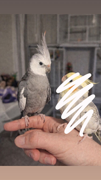 Hand reared white faced cockatiel