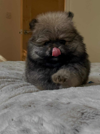 Pomeranian