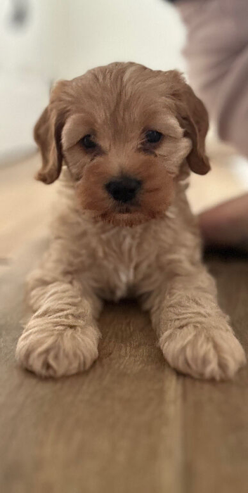 Cockapoo Puppy