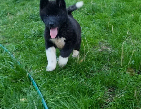 American Akita Chunky Bears Ready