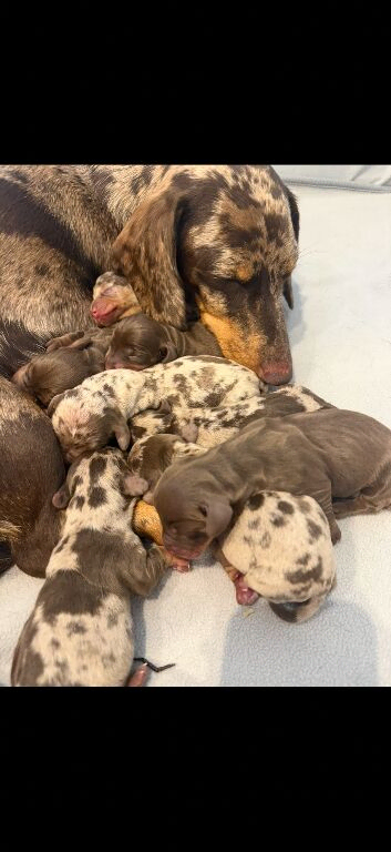 Miniture dachshund puppies