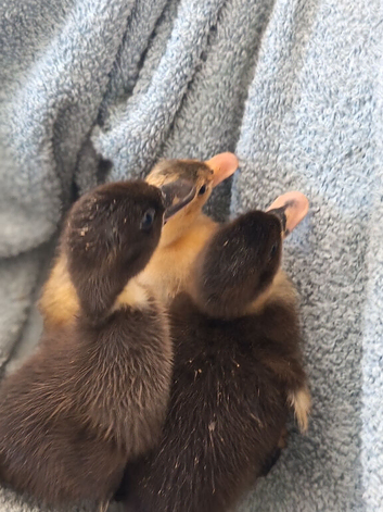 3 tiny ducklings
