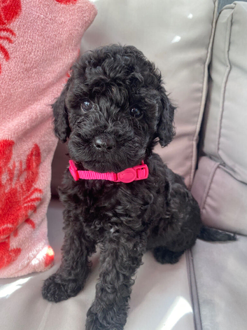 Cockapoo puppies