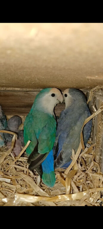 Proven Breeding Pair of Lovebirds (Agapornis roseicollis) with Cage & Nesting Box
