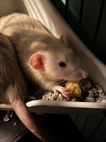 2 male dumbo rats