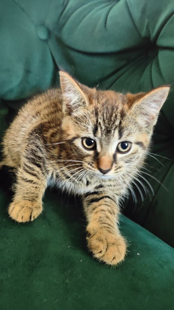Kitten boy available
