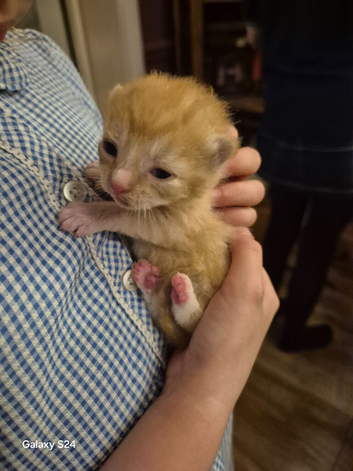 Gorgeous kittens