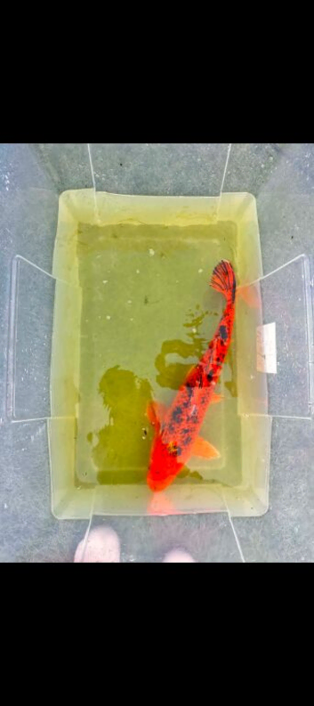 Pond fish for sale