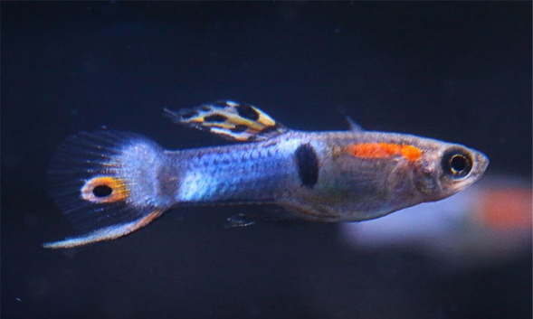 Endler Guppies Japan Blue &ndash; Males, Females & Fry Available