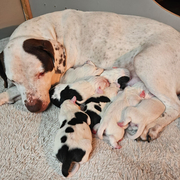 Staffie spaniel X old tyme english bulldog