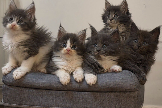 Pedigree MaineCoon Kittens