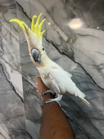 Beautiful Stunning Lovely Super Tame Male Cockatoo