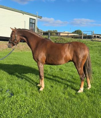 Beautiful sec B Mare
