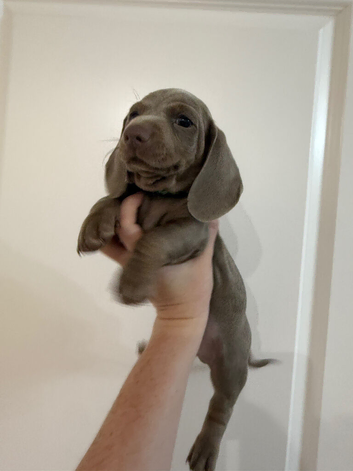 Miniature dachshund puppy&rsquo;s