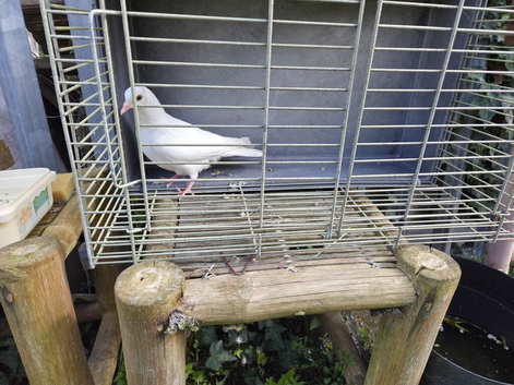 Pigeons for sale (Please read description)
