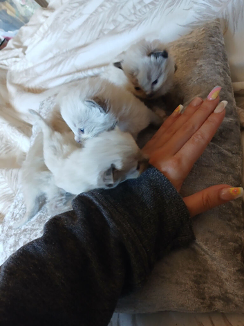 Pure ragdoll kittems 2 weeks old colours just comimg in