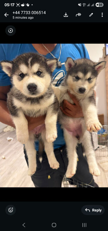 Malkita puppies for sale