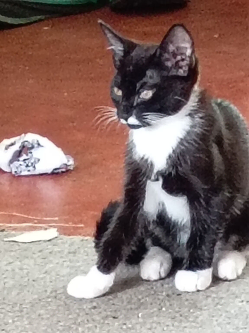 Black and white kitten