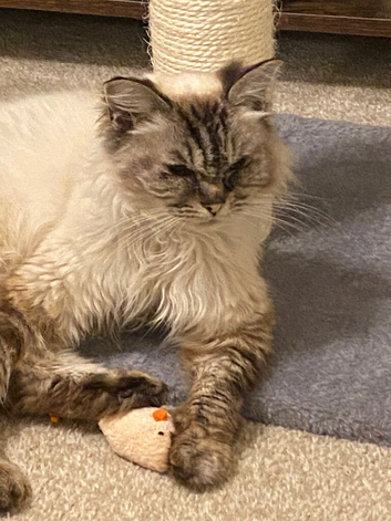 Gorgeous Ragdoll 7 Years Old Girl Vet Chkd an Vaccinated