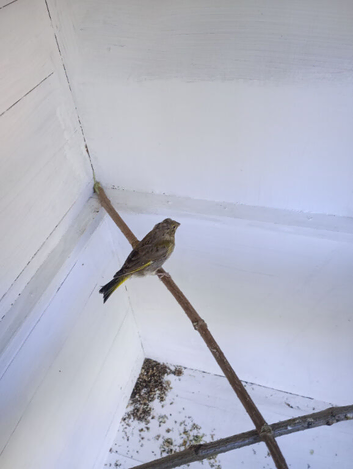 Green finches for sale 2026 youngster's