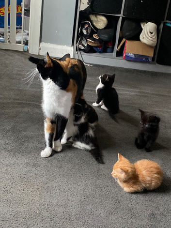3 calico x tuxedo kittens available