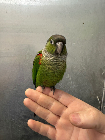 Hand raised baby conure parrot available