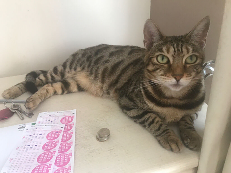 Bengal cats for sale