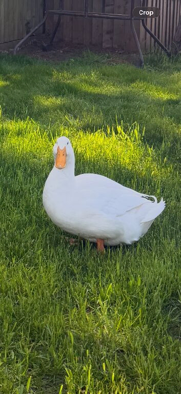 1 Drake and 4 Aylesburys ducks 6-8 months