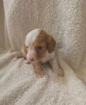 Cockapoo f1 pups &times;3