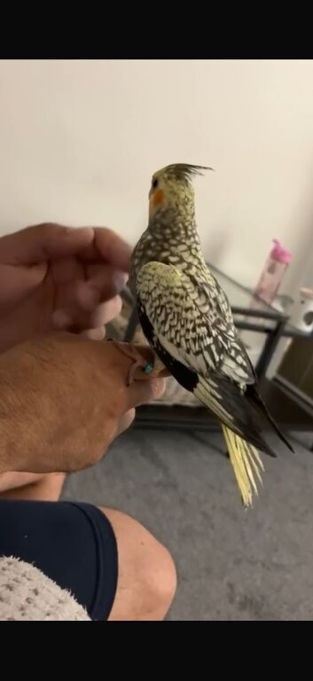 Cuddly Tame Baby Cockatiel