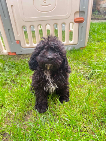 Chockapoo puppies