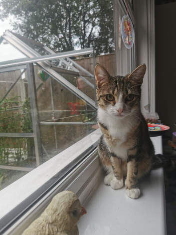 Tabby