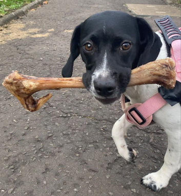 Springer spaniel x pointer called tilly