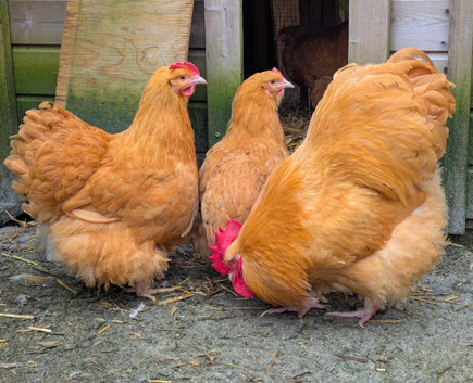 Large Fowl Buff Orpington Hatching Eggs X 6