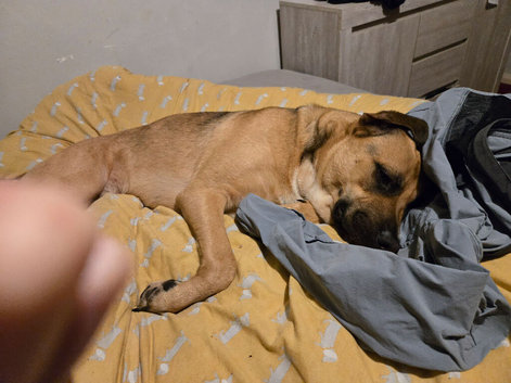 German shepard x bmc