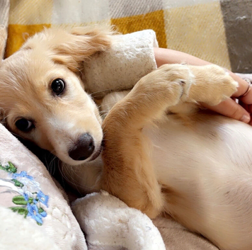 Cockapoo puppy