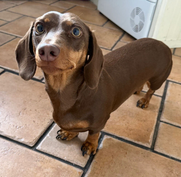 2 year old Dachshund for sale