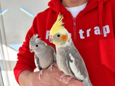 Super hand tamed baby cockatiel for sale