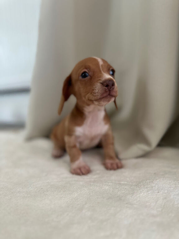 Miniature Dachunds